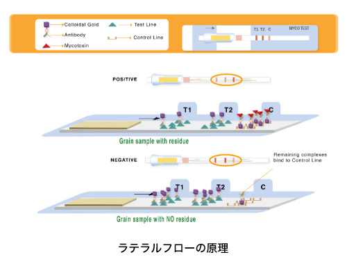 ラテラルフローの原理